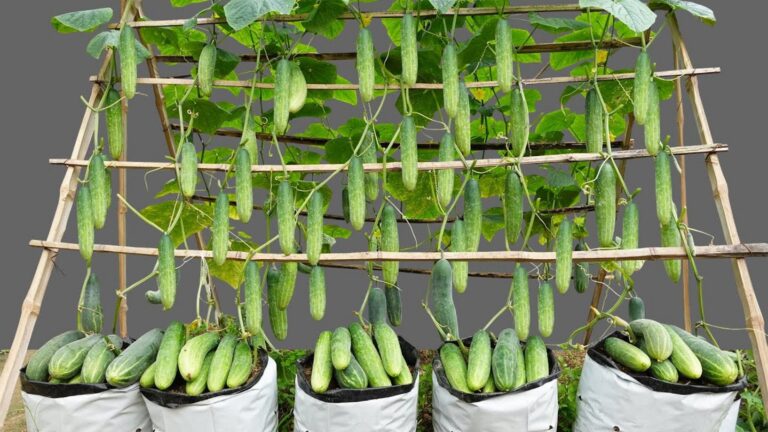 Cette méthode incroyable pour récolter des concombres à profusion va vous surprendre…