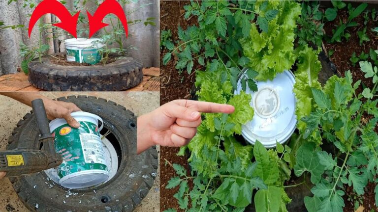 Cette astuce étonnante pour cultiver des tomates va transformer votre jardin…
