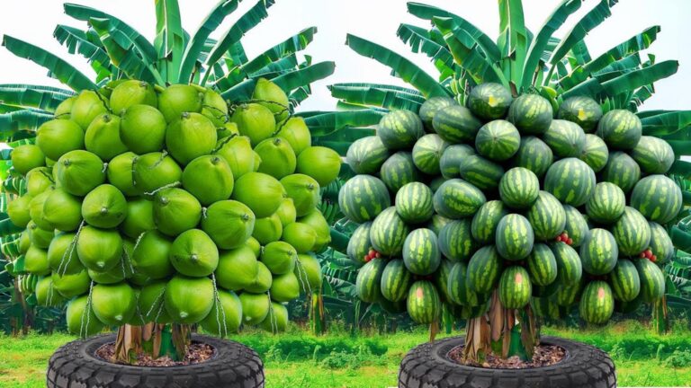 Cette méthode facile fait fleurir votre maison avec des arbres fruitiers…