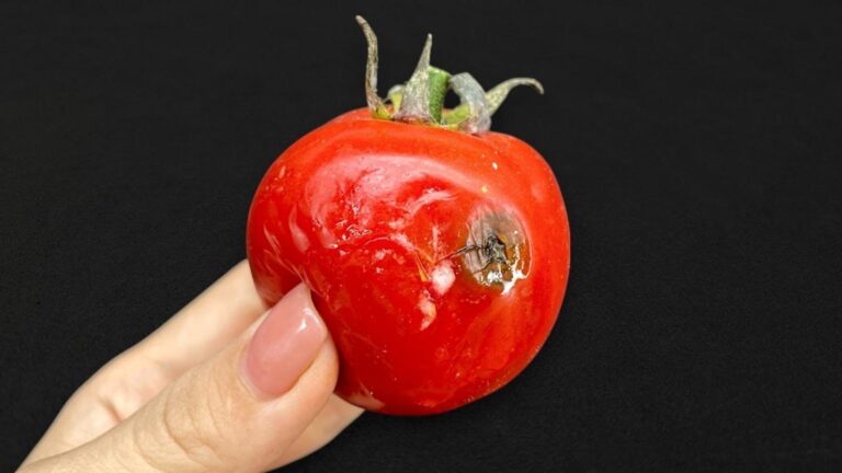 Une vieille astuce révèle que les tomates pourries sont des trésors pour votre jardin…