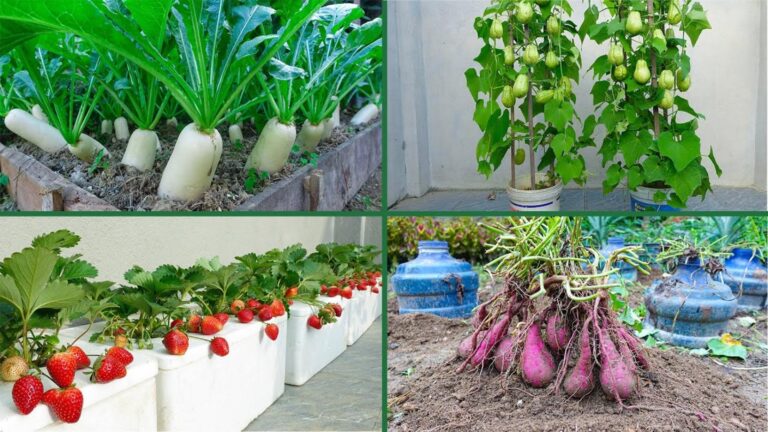 Cette astuce simple transforme votre potager en un délice sucré en un rien de temps…
