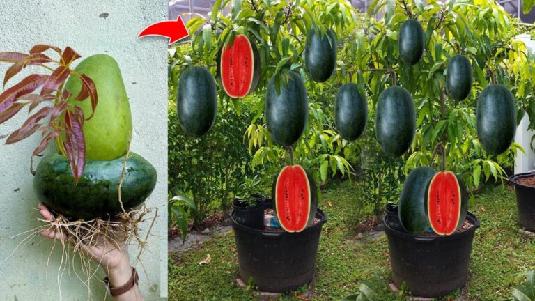 Cette méthode surprenante de greffage fait exploser la production de mangues…