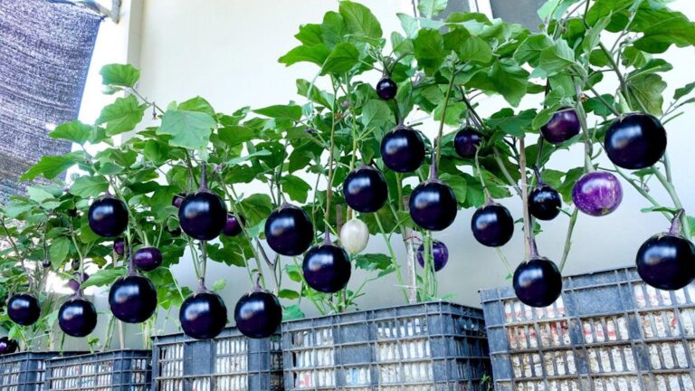 Une vieille astuce pour cultiver des aubergines géantes et savoureuses chez soi…