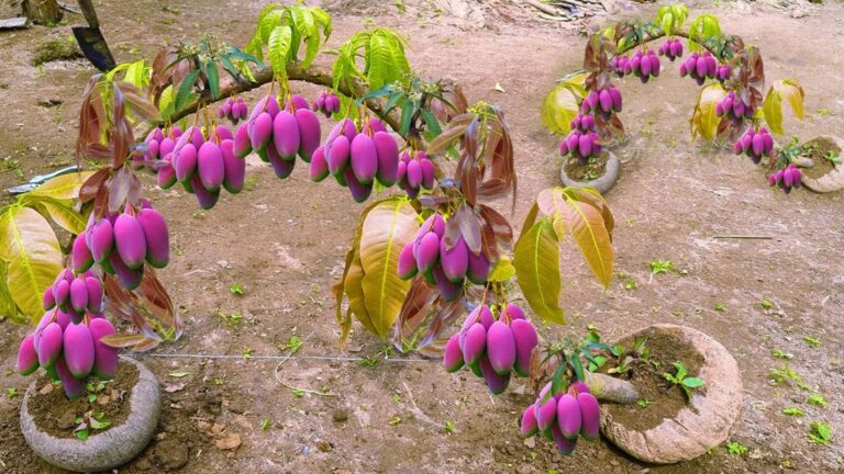 Cette astuce surprenante transforme votre mangue avec une banane… Découvrez le résultat !