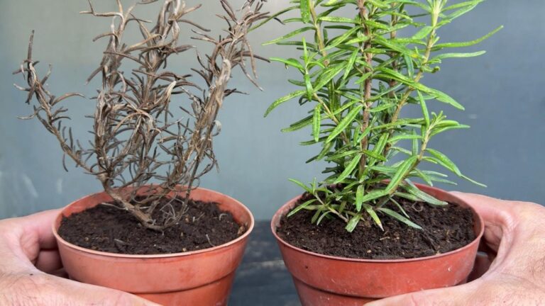 Beaucoup ignorent que ces 5 astuces transforment un romarin sec en plante florissante…