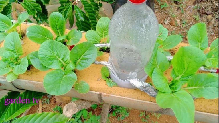 Cette méthode surprenante multiplie vos légumes bio à la maison en un clin d&rsquo;œil…
