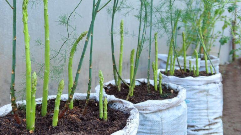 Cette méthode simple transformera votre jardin en un espace d&rsquo;asperges luxuriant…