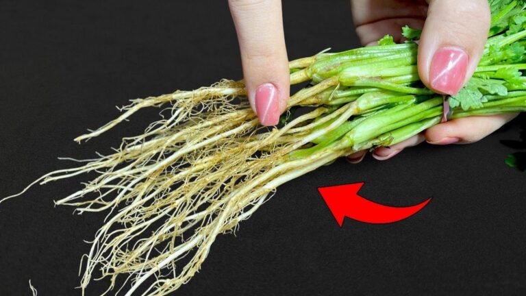 Une idée toute simple pour transformer vos racines de coriandre en délice culinaire…
