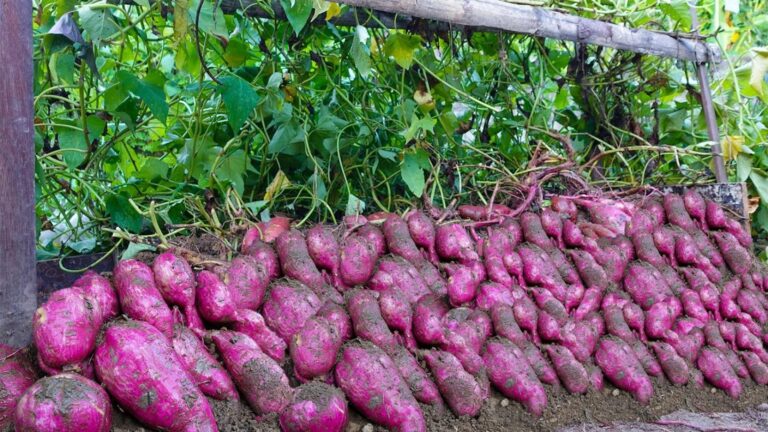 Cette méthode étonnante transforme votre potager avec des patates douces en un rien de temps…