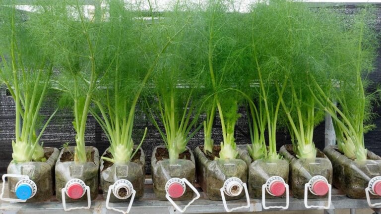 Une idée toute simple pour cultiver des légumes délicieux et parfumés chez soi…