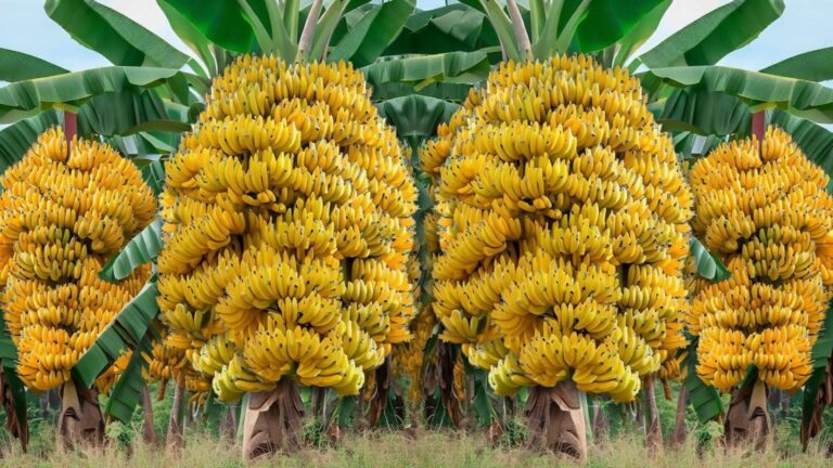 Cette méthode peu connue pour cultiver bananiers et manguiers va vous étonner…