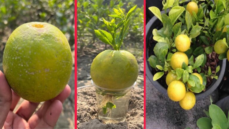 Cette astuce simple transforme un citron en arbre fruitier en un rien de temps…