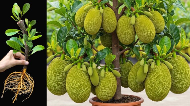 Cette astuce surprenante avec du Coca-Cola booste vos arbres à fruits…