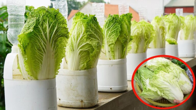 Cette méthode simple transforme des bouteilles en cabbages incroyables…