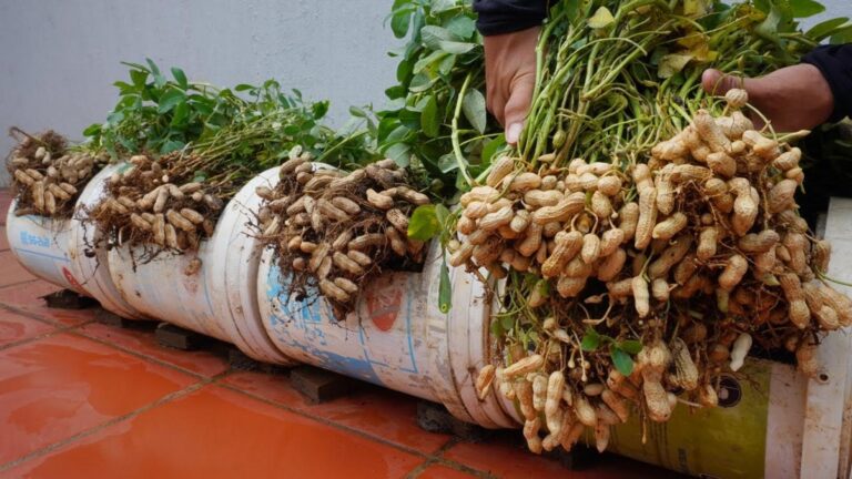 Une idée toute simple pour récolter des cacahuètes énormes et abondantes…
