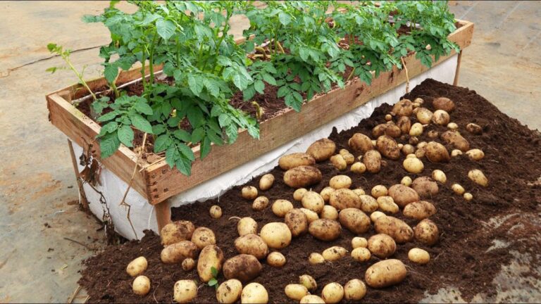 Cette méthode simple vous garantit une récolte de pommes de terre abondante…