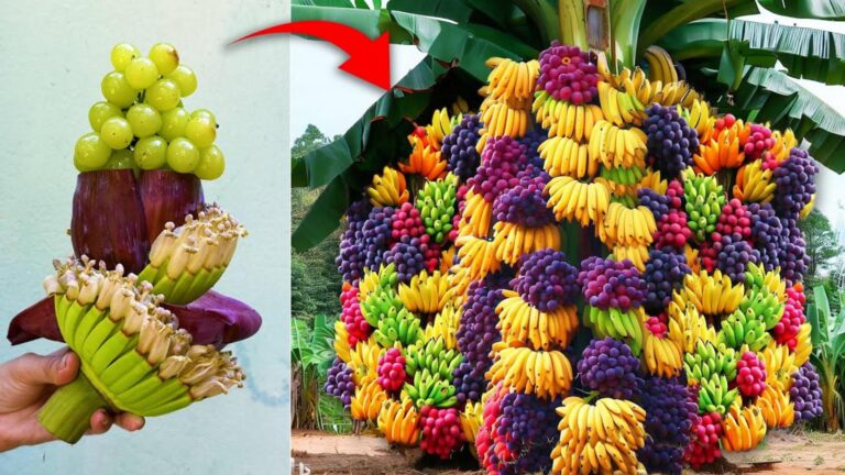Cette technique surprenante pour greffer bananes et raisins transforme votre jardin…
