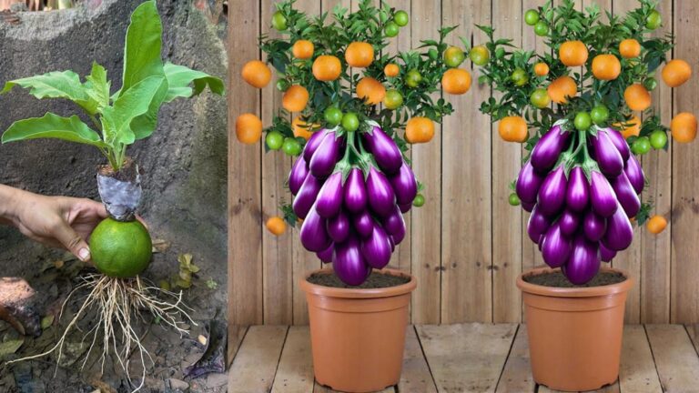 Cette méthode surprenante fait pousser des aubergines à partir d&rsquo;oranges… vous allez adorer !