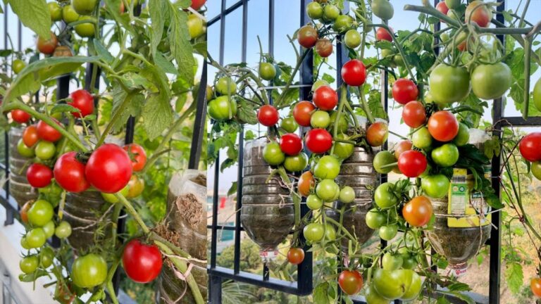 Cette méthode surprenante pour cultiver des tomates donne des fruits sans jardin…