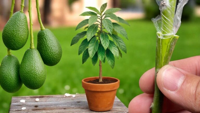 Une vieille astuce pour faire fructifier vos avocats en un temps record…