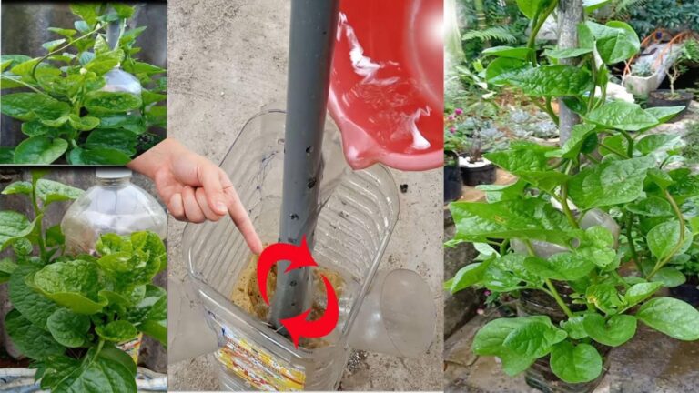 Cette méthode inattendue pour cultiver des épinards va changer votre potager…