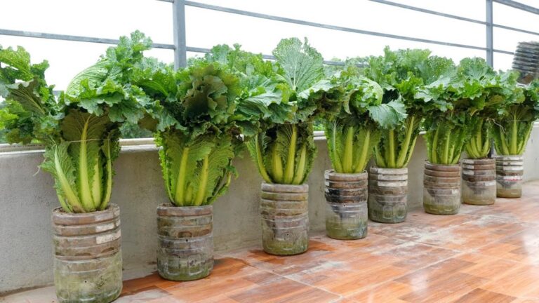Une idée toute simple pour cultiver des légumes sans arrosage… votre potager vous remerciera !