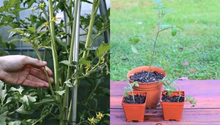 Comment multiplier vos plants de tomates à partir de boutures