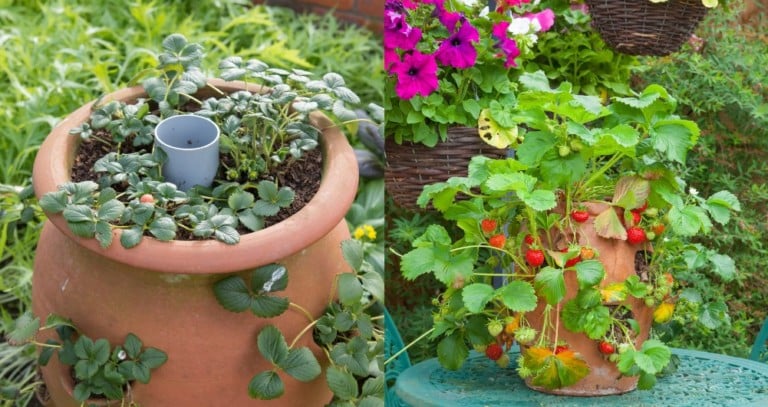 Comment réaliser un pot à fraises facile à arroser