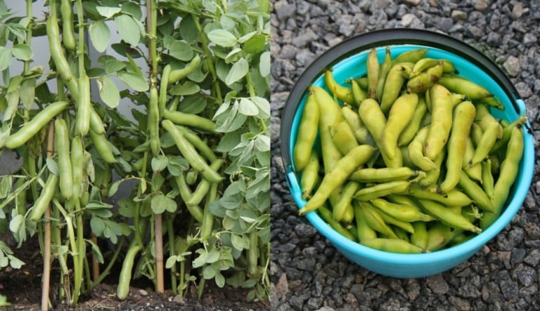 Comment cultiver des fèves à haute rendement dans votre jardin