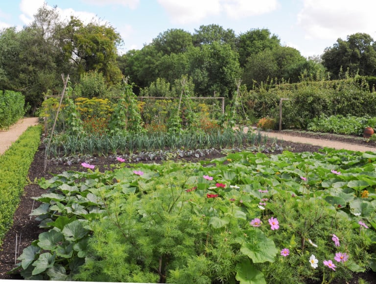 21 astuces pour maximiser la récolte de votre potager