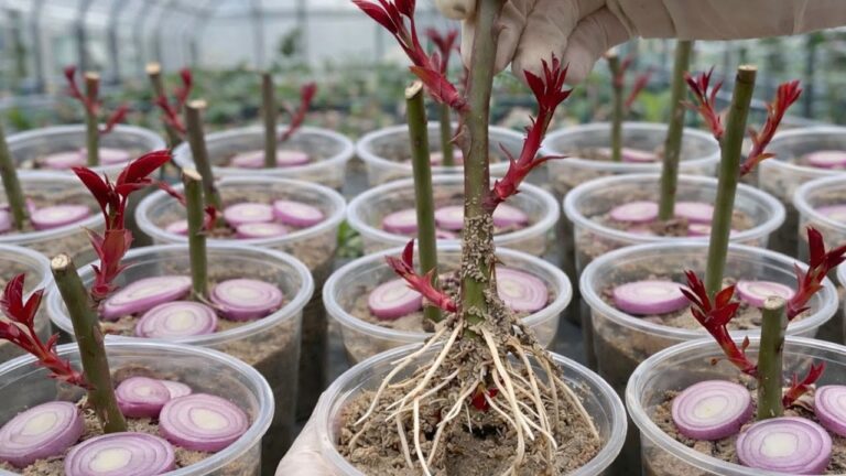 10 astuces pour réussir vos boutures de roses et les voir fleurir rapidement !