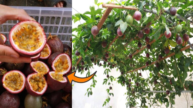 Cultivez 5 fruits de la passion en pot : le secret révélé !