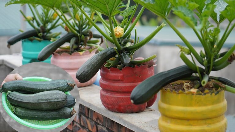7 astuces efficaces pour cultiver des courgettes en bouteilles plastiques rapidement