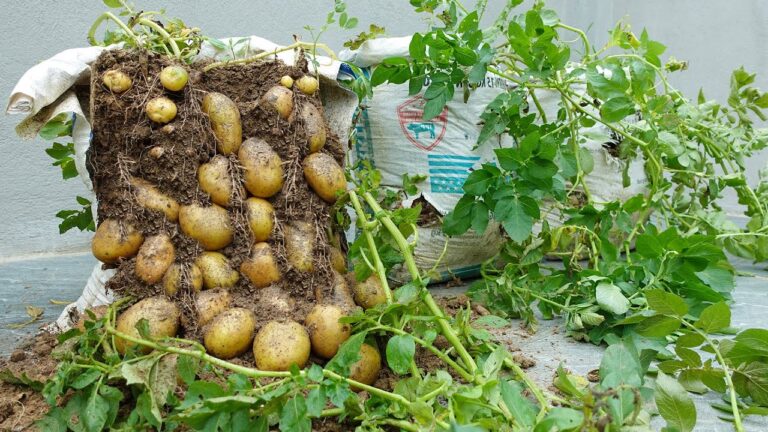 Découvrez comment cultiver 5 fois plus de pommes de terre dans des sacs de terre !