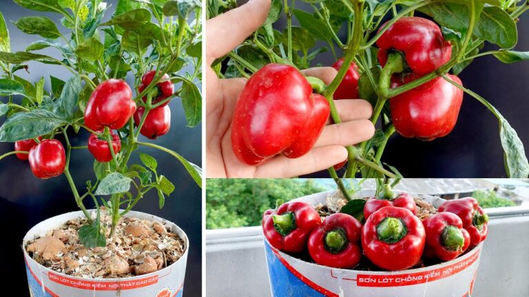 5 astuces pour entretenir vos plants de poivron et récolter de nombreux fruits facilement