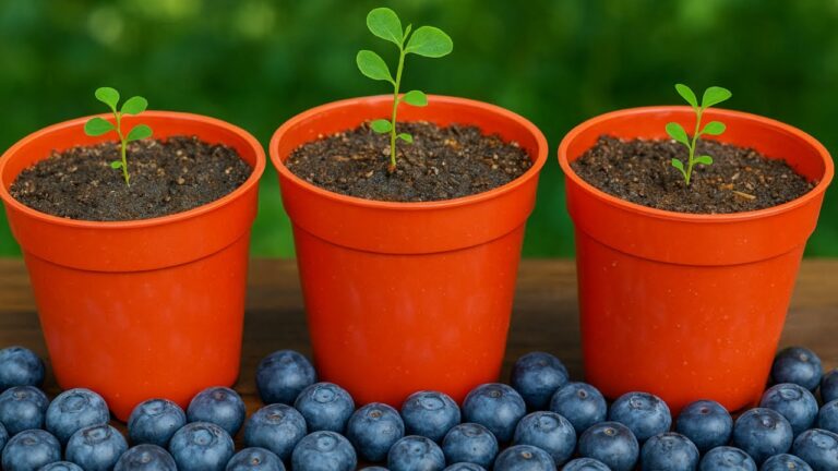 5 étapes faciles pour réussir le transplant des arándanos cultivés depuis semence