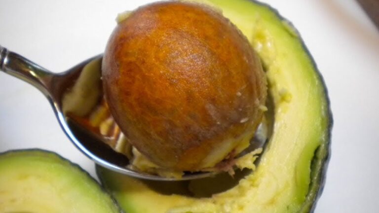 Transformez 5 Avocadokernen en plantes exceptionnelles ! Découvrez comment.