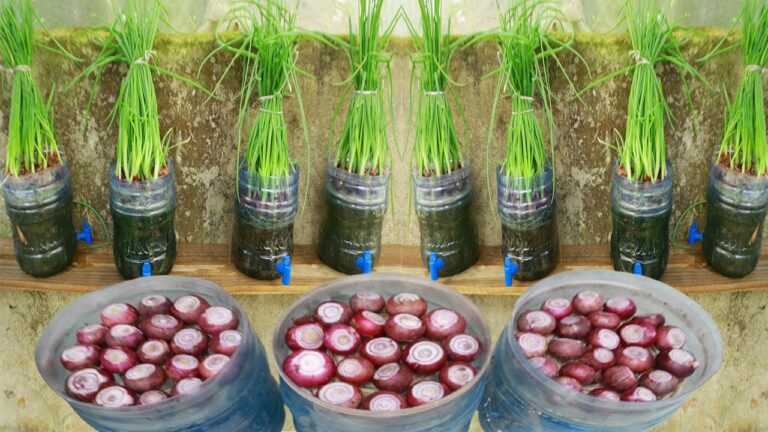 Faites pousser 5 oignons verts sans terre : la méthode simple à essayer chez vous !