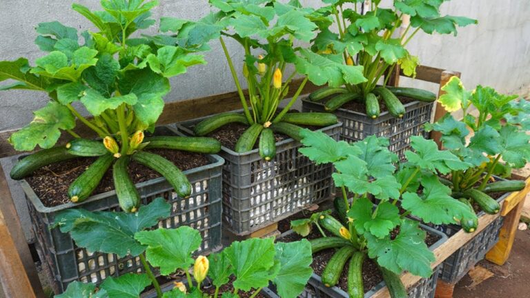 5 astuces simples pour cultiver des courgettes facilement chez vous