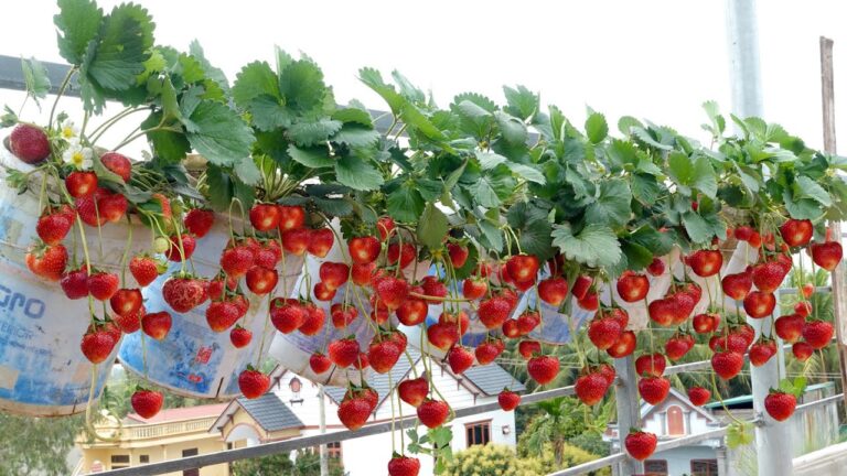 Cultivez des fraises toute l&rsquo;année : 5 astuces pour un jardin sans jardin !