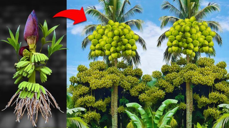 5 astuces pour réussir le greffage de bananier et noix de coco facilement
