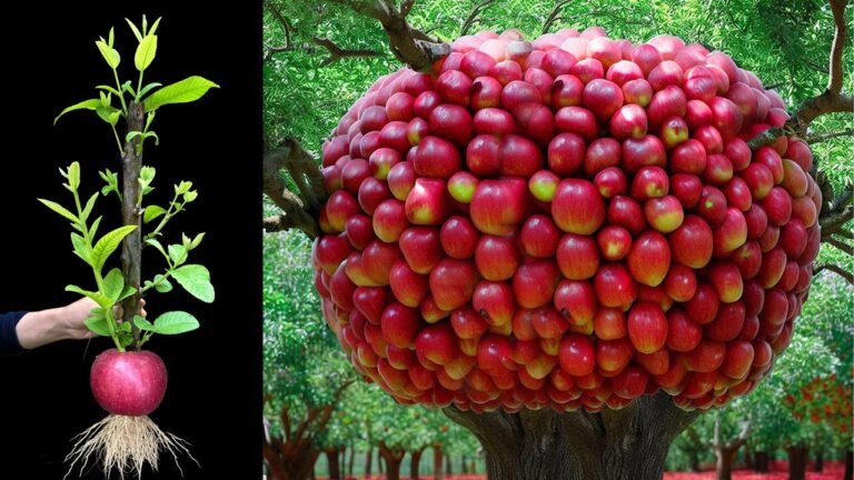 Multiplier les fruits : 5 astuces pour faire pousser des pommes et des goyaves rapidement !