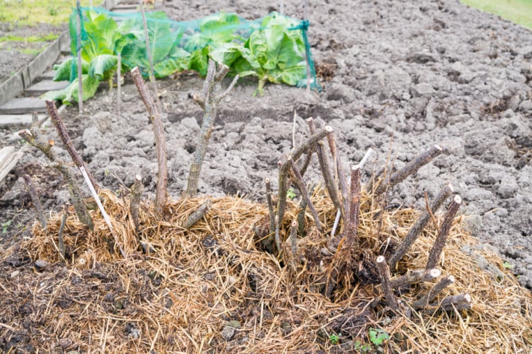 10 Activités Essentielles Pour Préparer Votre Jardin au Printemps