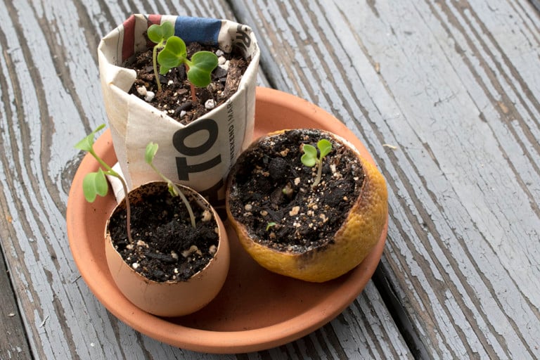 6 Pots à Semis Biodégradables Que Vous Avez Déjà Chez Vous (Et 1 À Éviter)