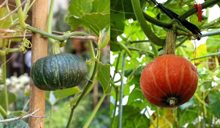 Cultivez la courge en hauteur : astuces pour un jardin optimisé